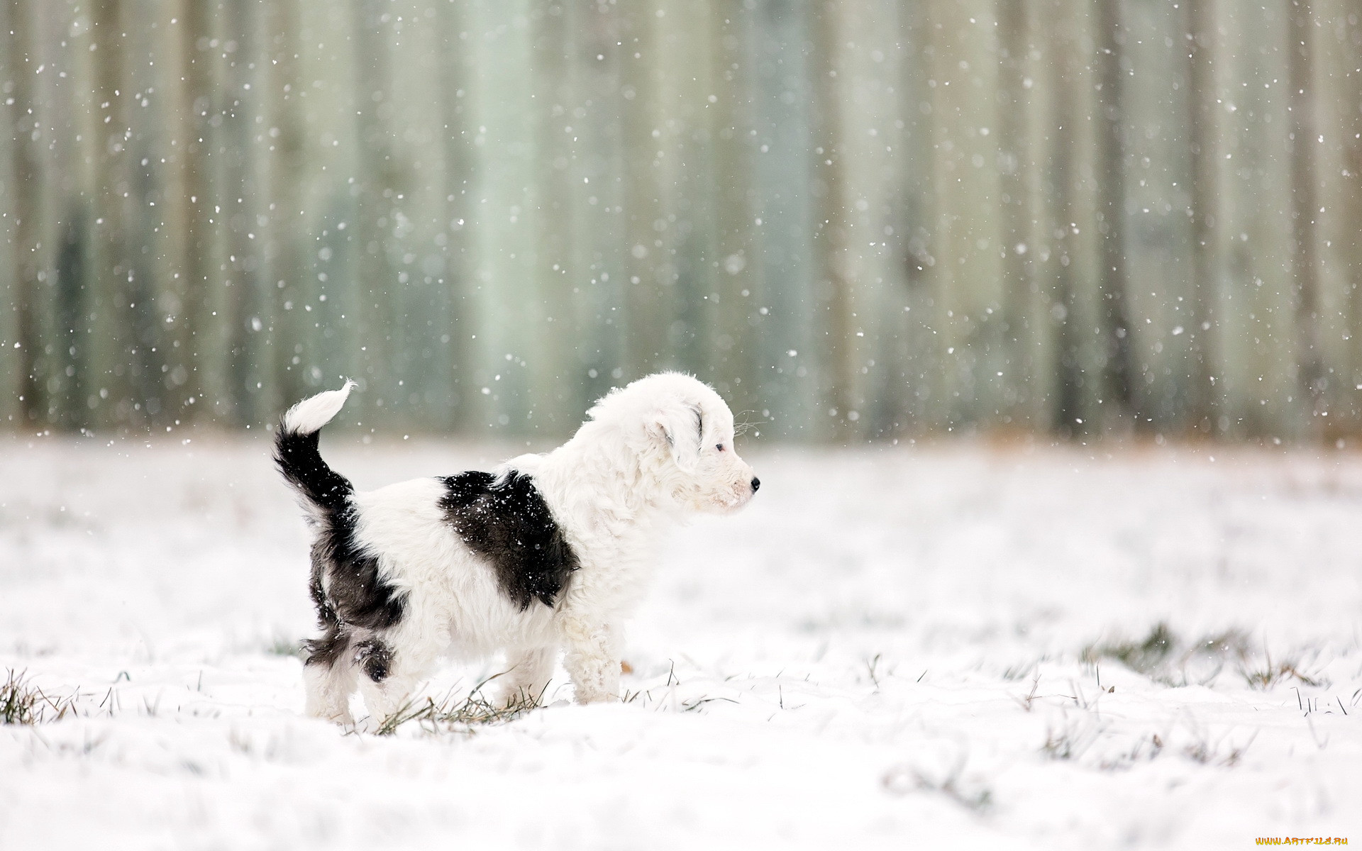Собака снежок. Собачка в снегу. Собака зимой. Щенок и снег. Собака под снегом.